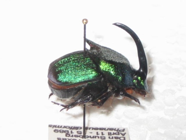 WANT TO BUY, Looking for live Phanaeus difformis from Texas