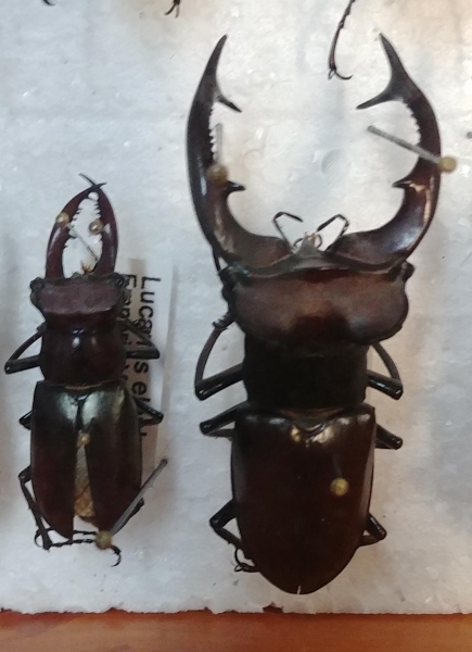 FOR SALE, 1 wild caught and 1 reared Lucanus elaphus