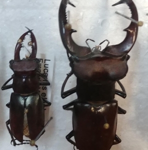 FOR SALE, 1 wild caught and 1 reared Lucanus elaphus