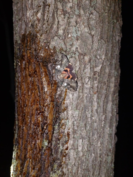FOR SALE, Catocala ilia overwintering eggs CANADA