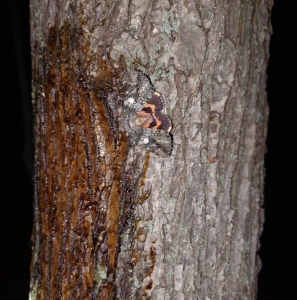 FOR SALE, Catocala ilia overwintering eggs CANADA