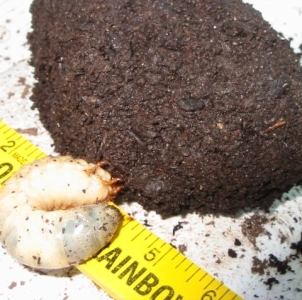 WANT TO BUY, dead female Dynastes granti - for shadow box