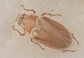 FOR SALE, Achranoxia semiflava VERY RARE