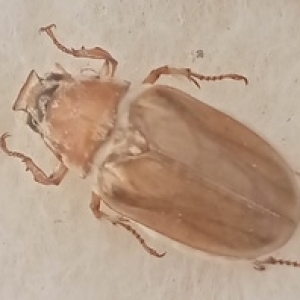FOR SALE, Achranoxia semiflava VERY RARE
