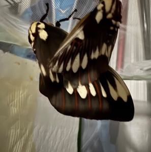 FOR SALE, Citheronia Splendens Ova