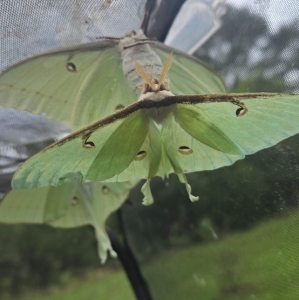 FOR SALE, Luna Moth Eggs 