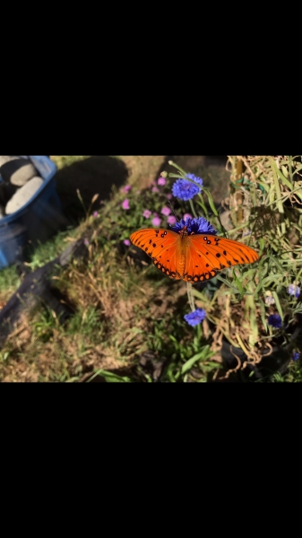 FOR SALE, Gulf fritillary eggs for sale