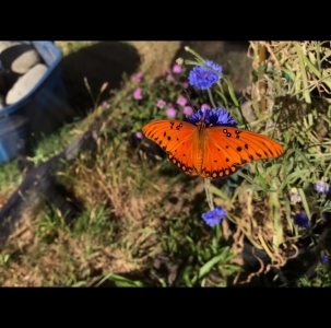 FOR SALE, Gulf fritillary eggs for sale