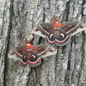 FOR SALE, H. Cecropia Cocoons