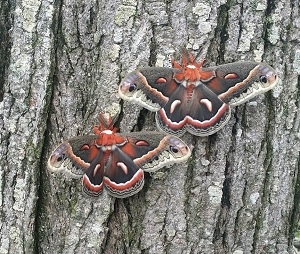 FOR SALE, H. Cecropia Cocoons