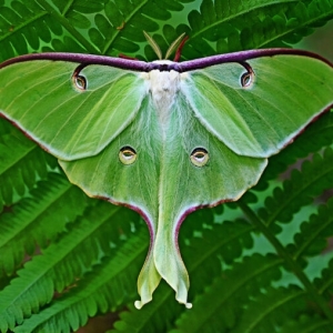 FOR SALE, Luna Moth cocoons 