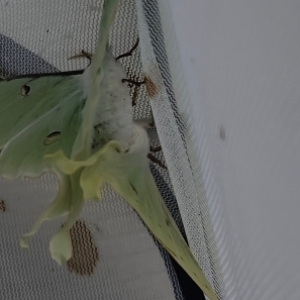 FOR SALE, Actias luna eggs $5/dz
