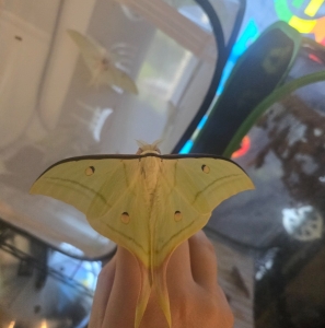 FOR SALE, Actias selene eggs