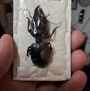 FOR SALE, Very RARE Scaritinae Pilades coquerelii coquerelii