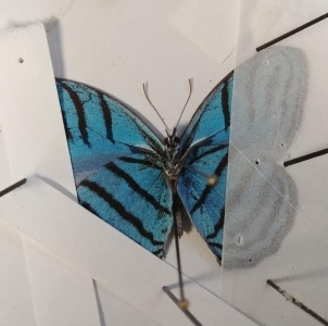 FOR EXCHANGE, can you ID these 2 butterflies for us
