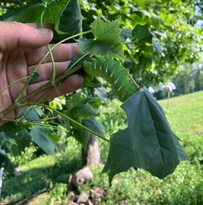 FOR SALE, COCOONS Polyphemus