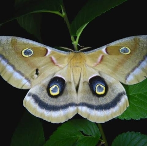 FOR SALE, Polyphemus eggs for sale & trade !