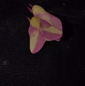 FOR SALE, Rosy maple moth eggs 