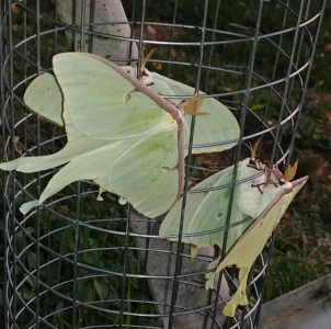 FOR SALE, 5 luna females laying