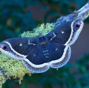 FOR SALE, Eupackardia calleta eggs