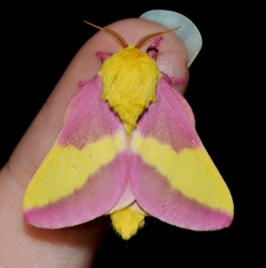 FOR SALE, Rosy maple moth pupae! LIMITED AMOUNT
