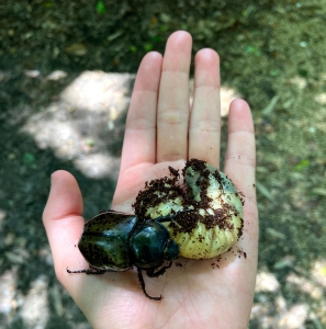 WANT TO BUY, Dynastes tityus live females from the wild