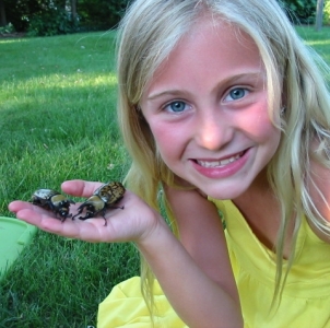 WANT TO BUY, Dynastes tityus live females from the wild