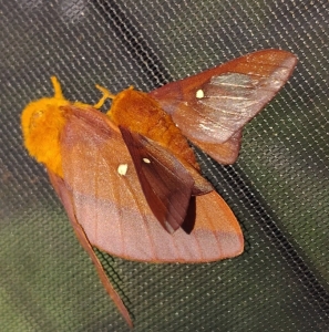 FOR SALE, Pink striped oakmoth
