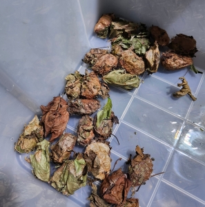 FOR SALE, Luna Cocoons