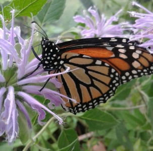 FOR SALE, Monarch chrysallids 