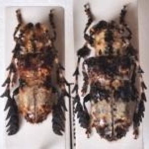 FOR SALE, Cerambycidae stock