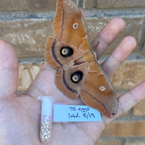 FOR SALE, MAKE ME AN OFFER - Polyphemus Moth Eggs