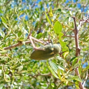 FOR SALE, Rarest Moroccan Julodis bleusi