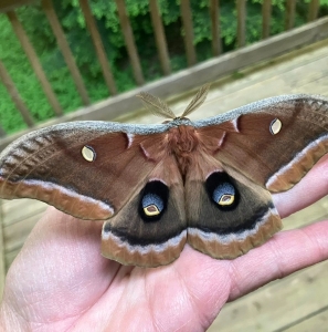 FOR SALE, Polyphemus Cocoons