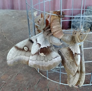 FOR SALE, PA Antheraea polyphemus eggs - overwintering brood