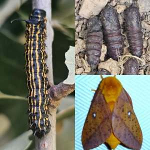 FOR SALE, Yellow Striped Oakworm Pupae (Anisota peigleri)