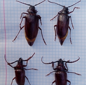 FOR SALE, Rare Moroccan Prionine Opisognathus forficatus M&a