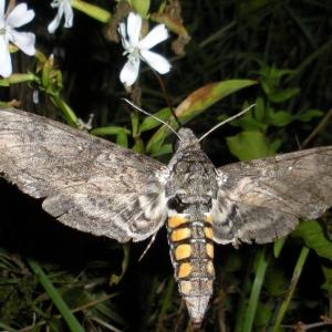 WANT TO BUY, Manduca sexta (hornworm) ova or pupae