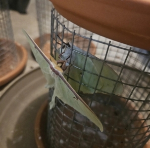 FOR SALE, Luna moth ova for sale