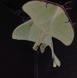 FOR SALE, Luna moth eggs 