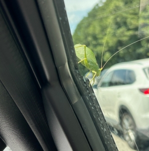 WANT TO BUY, wanted live katydids