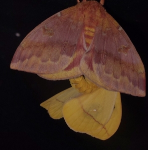 FOR SALE, io moth eggs 