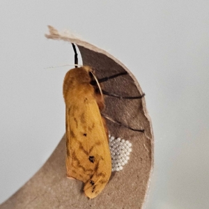 FOR SALE, Isabella Tiger Moth (Pyrrharctia isabella) Ova