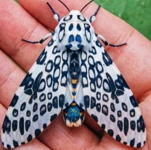 FOR SALE, Giant leopard moth eggs ( (Hypercompe scribonia))