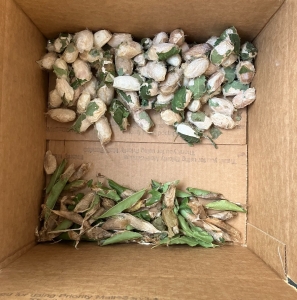 FOR SALE, COCOONS Promethea and Polyphemus