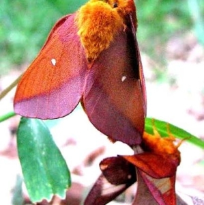 FOR SALE, Pink striped Oakworm Moth Eggs 