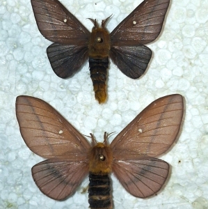 FOR SALE, Anisota disjaliscana