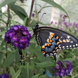 FOR SALE, Black swallowtail eggs