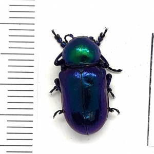 FOR SALE, Chrysochares asiaticus from the south of Russia