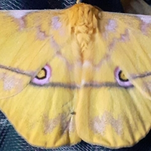 FOR SALE, Nudaurelia petiveri , ex Cameroon
